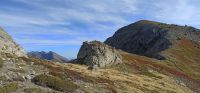 Loup des teppes 2026-09-13