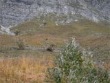 Rochers et Pas de la Balme depuis le Col de l'Arze 2020-10-11: Plusieurs chamois se sont réfugiés sous les falaises à l'abri du vent